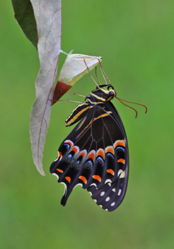 Palamedes Swallowtail recently emerged